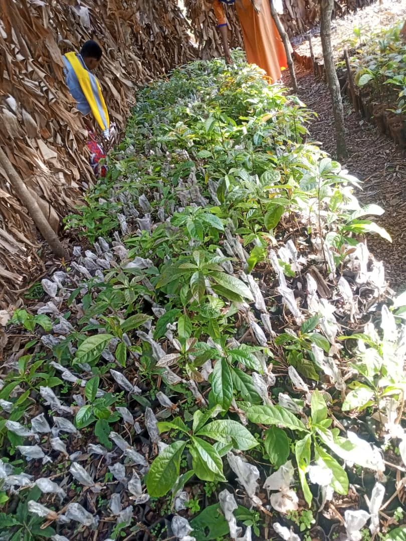 Plants d’avocatiers en pépinière, paroisse Gasorwe